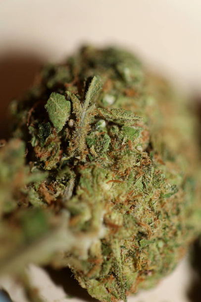Primer plano de Jack herrer brotes de marihuana medicinal detalle de cannabis en frasco de vidrio fondos de malezas de gran tamaño de alta calidad impresión instantánea - Foto, Imagen