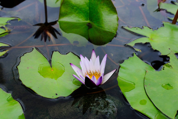 красивый цветок лотоса в пруду  - Фото, изображение