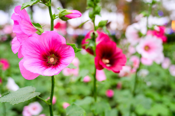 Розовый Холлихок цветы в саду, Чиангмай провинции. - Фото, изображение