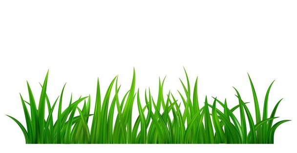 Detailed fresh green grass meadow border. Spring or summer plant field lawn. Grass background. Vector illustration - Vector, Image