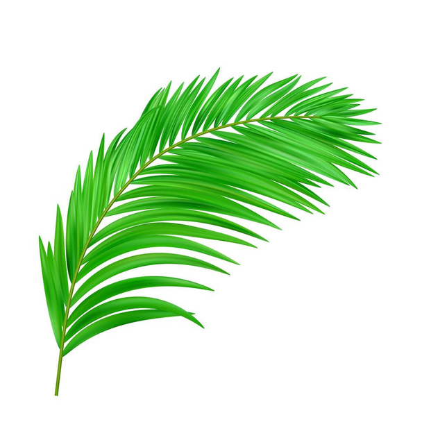 Экзотический лист джунглей. тропические листья. Иллюстрация для летнего тропического рая рекламный дизайн отдыха. Векторная иллюстрация - Вектор,изображение