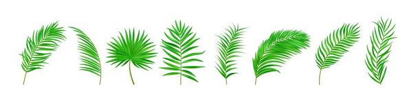 Набор экзотических листьев джунглей. тропические листья. Иллюстрация для летнего тропического рая рекламный дизайн отдыха. Векторная иллюстрация - Вектор,изображение