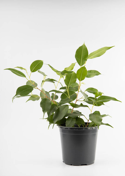 A small cutting of ficus benjamina in a black plastic pot isolated on a white background - Photo, Image