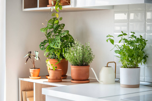 Fresh aromatic garden herbs in terracotta pot in the kitchen. Seedling of herbal plants for healthy cooking - thyme and mint. Home gardening and cultivation - Φωτογραφία, εικόνα