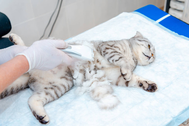 Ręka lekarza weterynarii goli brzuch kota w klinice weterynaryjnej, kot jest badany i przygotowywany do operacji poprzez golenie brzucha.Koncepcja weterynaryjna. - Zdjęcie, obraz