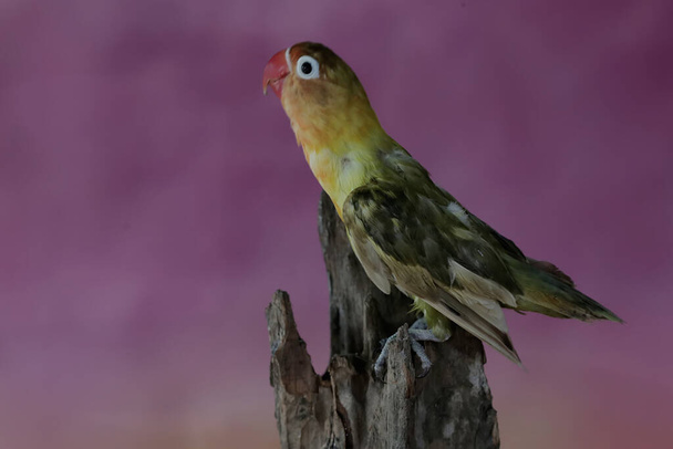 Un piccioncino è appollaiato su un tronco d'albero secco. Questo uccello che viene usato come simbolo del vero amore ha il nome scientifico Agapornis fischeri.. - Foto, immagini
