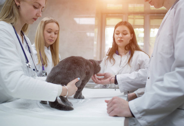 Ветеринары осматривают кота на столе в ветеринарной клинике. Четыре врача ветеринарной клиники со стетоскопом. Операционная клиника для домашних животных. - Фото, изображение