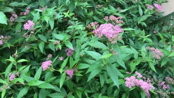  Spiraea, medicinal bush with flower - Footage, Video