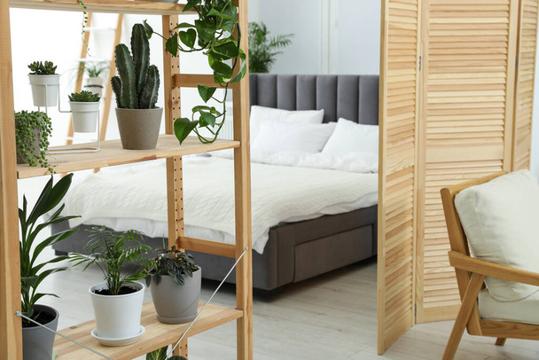Stylish room with different potted green plants on shelving unit and comfortable bed - Foto, immagini