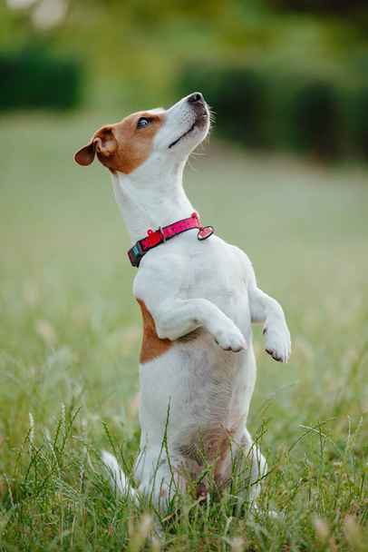 A dog Jack Russell Terrier standing on hind legs waiting for food - Foto, Imagem