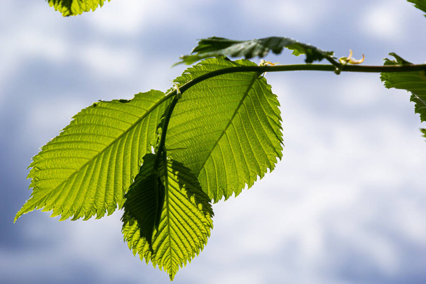Hoja de carpe al sol. Rama de árbol de carpe con hojas verdes frescas. Hermoso fondo verde natural. Hojas de primavera. - Foto, imagen