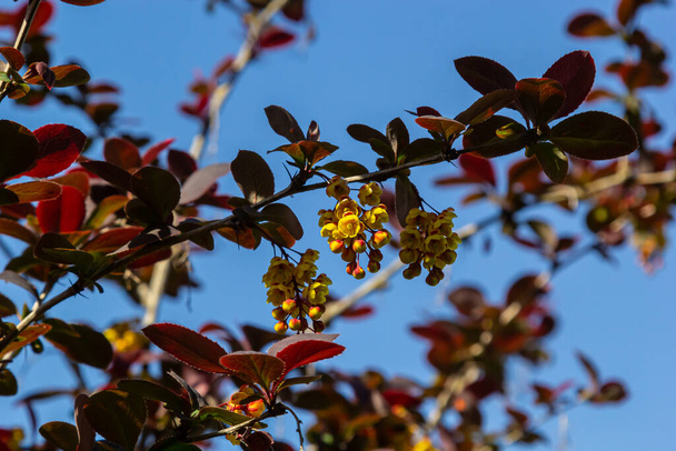 Berberis thunbergii japanese barberry ornamental flowering shrub, group of beautiful small yellow petal flowers in bloom, purple reddish leaves. - Photo, Image