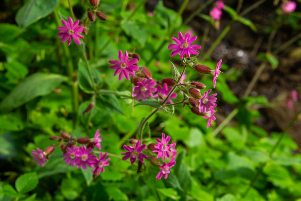 Silene dioica Melandrium rubrum, known as red campion and red catchfly, is a herbaceous flowering plant in the family Caryophyllaceae. Red campion. - Photo, Image