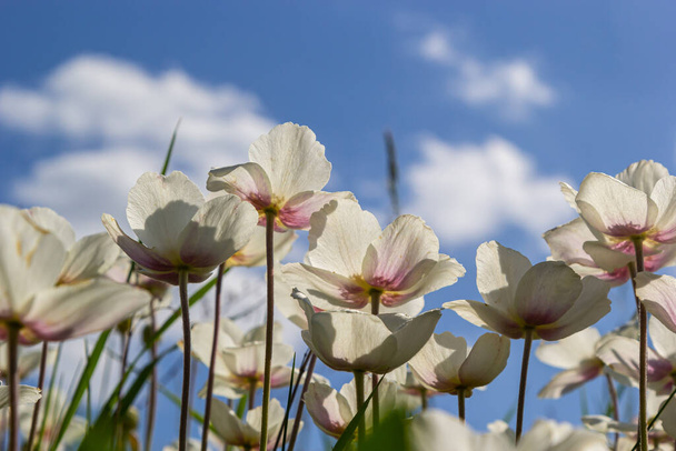 Weiße Frühlingsblumen im grünen Rasen. Weiße Anemonenblüten. Anemone sylvestris, Schneeglöckchen-Anemone, Windblume. - Foto, Bild