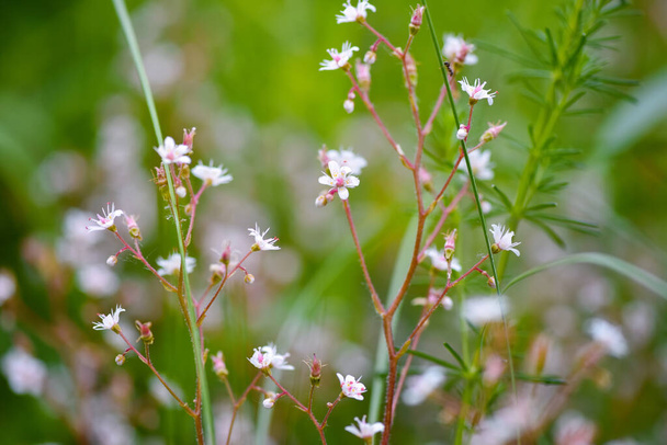 Tło kwiatów. Kwiaty Saxifraga zbliżenie na naturalnym tle. Miękkie skupienie - Zdjęcie, obraz