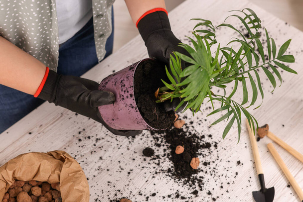 Woman in gloves transplanting houseplant at white table, closeup - Foto, immagini