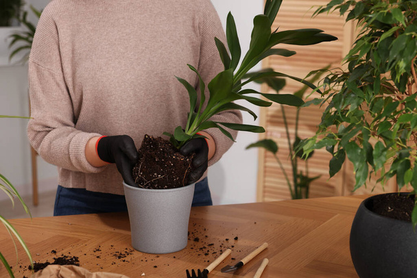 Woman in gloves transplanting houseplant into new pot at wooden table indoors, closeup - Foto, afbeelding