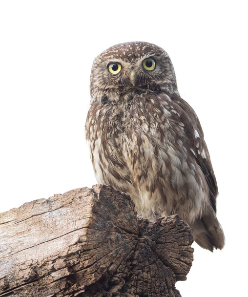 Little owl, Athene noctua. An adult bird sitting on a log. White background, cut out - Foto, immagini