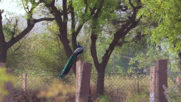Jodhpur 'un taş sütununda oturan Peacock' un yakın çekim görüntüleri - Video, Çekim