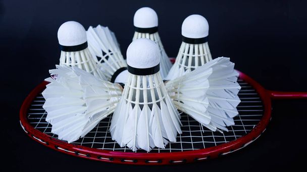 Badminton deklanşör horozları karanlık arka planda rakete kondu.                                - Fotoğraf, Görsel