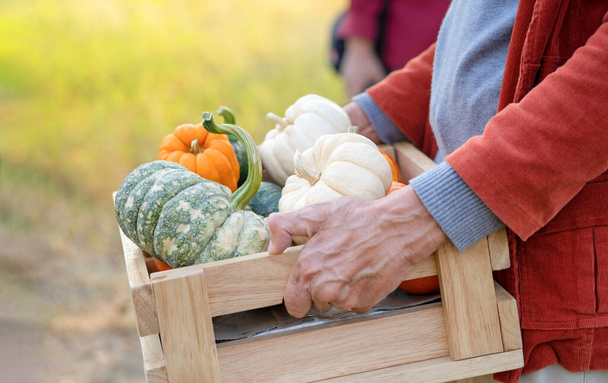 cosecha de otoño, concepto de cosecha estacional, manos de granjeros mayores sosteniendo calabazas cosechadas en una caja de madera  - Foto, imagen