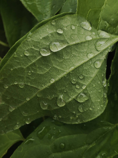 Macro photo of dew on a leaf - Fotó, kép