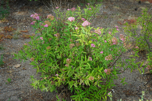 Spiraea japonica rose fleurit en Juin dans le jardin. Spiraea japonica est une plante de la famille des Rosacées. Berlin, Allemagne - Photo, image
