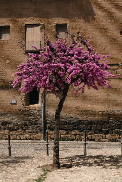 Piękna fasada różowego drzewa i budynków miejskich. Granada, Hiszpania. - Zdjęcie, obraz