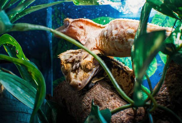 mi hermosa cresta gecko s - Foto, imagen