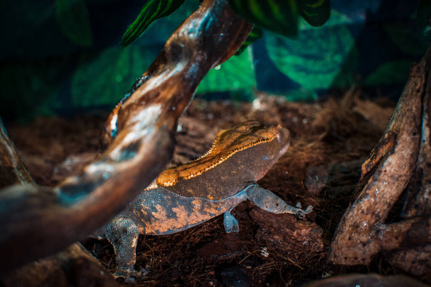 můj překrásný hřebenatý gekone - Fotografie, Obrázek