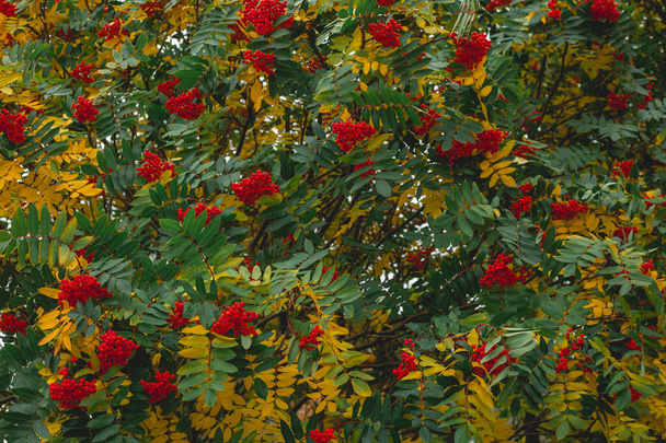Liście i jagody Rowan. Jesion górski tekstury jesienią. Sorbus aucuparia. - Zdjęcie, obraz