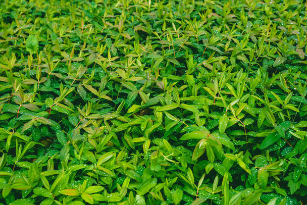Hypericum calycinum - вид низкорастущего кустарника в цветущем растении семейства Hypericaceae. - Фото, изображение