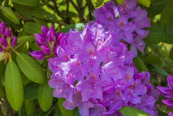 Macro view of bush blooming pink rhododendron flower. - Photo, Image