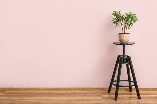 Grüne Zimmerpflanze auf Tisch neben rosa Wand im Zimmer - Foto, Bild