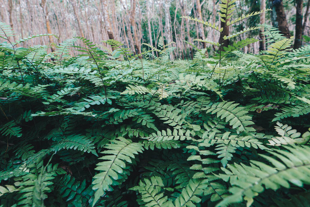 Helecho verde mos planta en bosque arbóreo tropical naturaleza fondo - Foto, Imagen