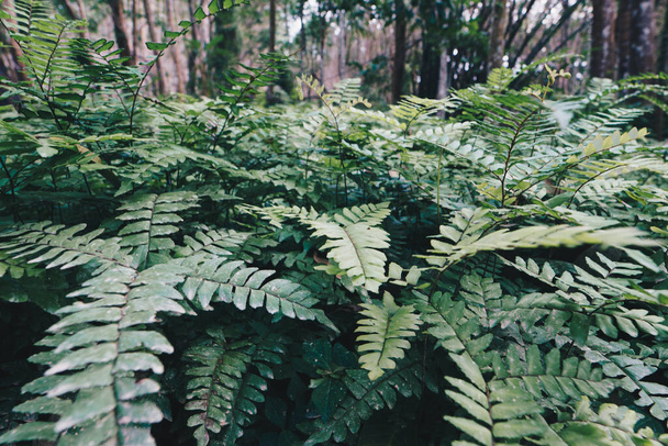 Green fern mos plant in tropical tree forest nature background - Photo, Image