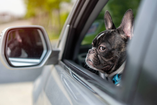 Tiro de bulldog francés blanco y negro actuando arrogante y entrecerrando los ojos a la cámara mientras está sentado en el lado del coche. Concepto de cara divertida. - Foto, imagen