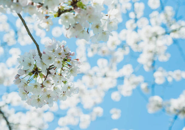 Cherry blossom in full bloom with blue sky - Fotó, kép