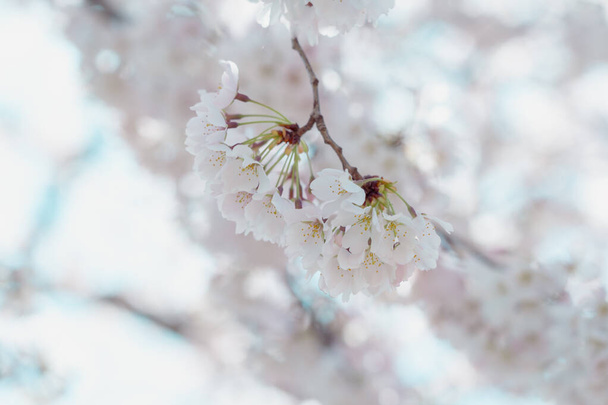 Cherry blossom in full bloom with blue sky - Fotó, kép