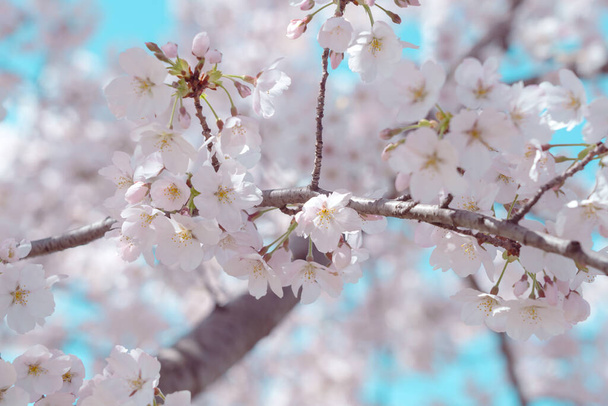 Cherry blossom in full bloom with blue sky - Fotografie, Obrázek