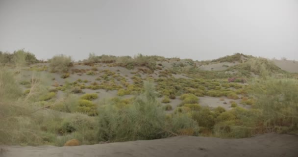 Panorama of sand dunes in the middle of the desert, covered with shrubs and grass. Real Time, 4k - Footage, Video