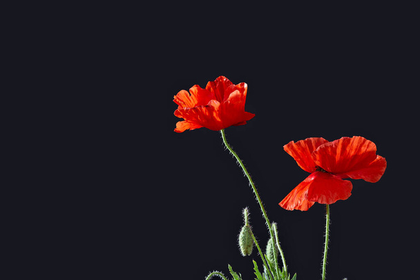 Punainen unikko kukka mustalla pohjalla. Muistelupäivän tai aselevon päivän symboli, 11. marraskuuta. Memorial Day, toukokuun 30 käsite. Muistamisen päivä, 8. toukokuuta, Ukraina symboliikka - Valokuva, kuva