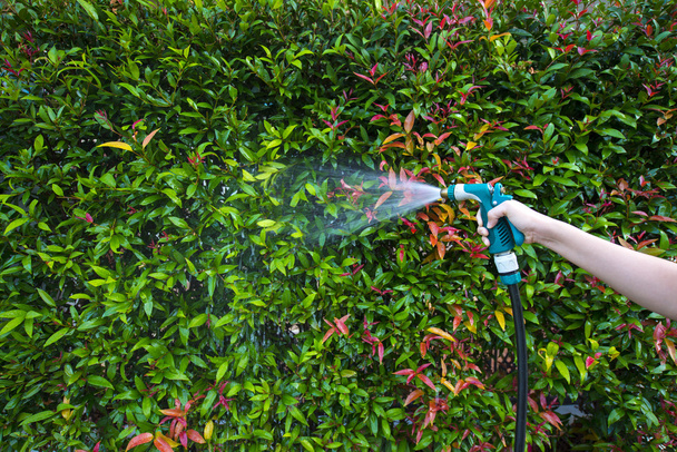 Bocal de mangueira pulverização de água em plantas ao ar livre
 - Foto, Imagem