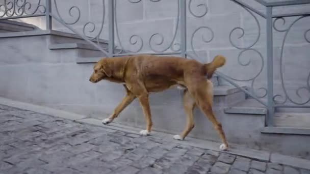 Un chien rouge se promène dans les rues de la ville avec sa maîtresse, vue latérale. Le chien affamé suit la femme à la recherche de nourriture. - Séquence, vidéo