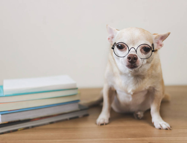 Vorderansicht des braunen Chihuahua-Hundes mit Brille, sitzend mit Bücherstapel auf Holzboden und weißem Hintergrund. - Foto, Bild