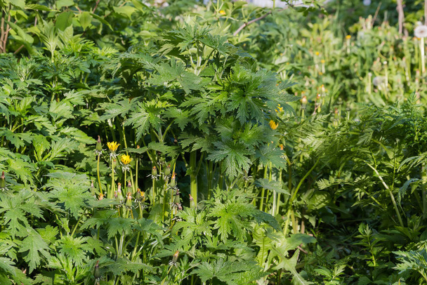 Young motherwort among the other plants on a blurred background in spring sunny morning - Photo, Image