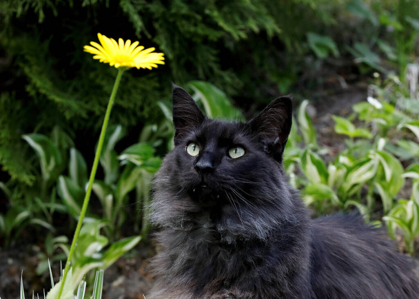 Un gato del bosque noruego que mira la flor amarilla de la perdición del leopardo o la margarita amarilla - Foto, Imagen