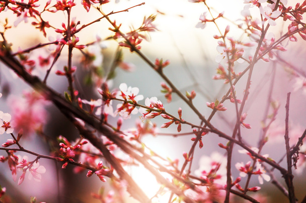 tavasszal virágzó fa - Fotó, kép