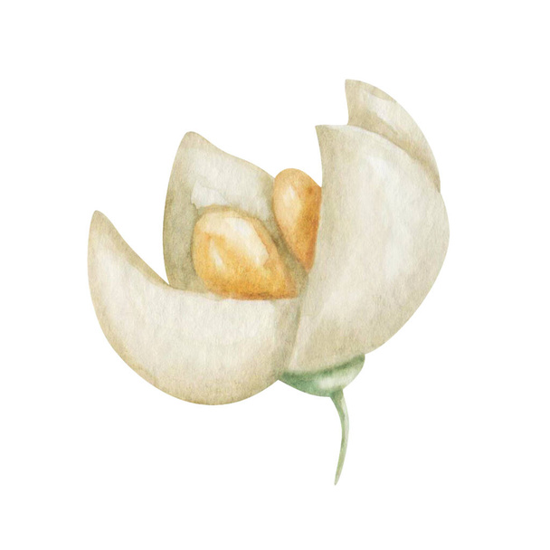 Ilustracja akwareli. Ręcznie malowany biały, beżowy kwitnący kwiat z czterema płatkami i żółtym środkiem. Kwiat oliwek. Lato, wiosenna natura. Izolowany klips kwiatowy do druku tekstylnego, banerów - Zdjęcie, obraz