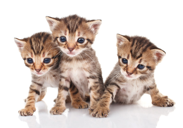 Lindos gatinhos de mesa
 - Foto, Imagem